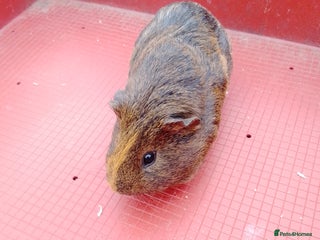 Guinea Pig rodents - Advert 32
