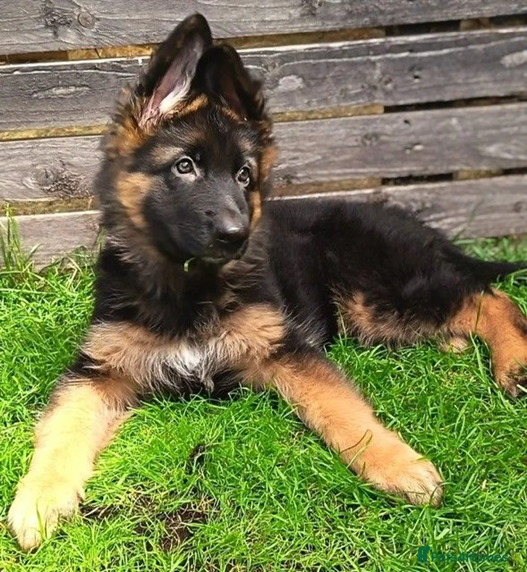 German Shepherd dogs for sale: KC Registered German Shepherd Puppy in Hitchin - Advert 1