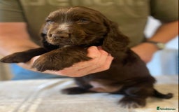 Cocker Spaniel dogs for sale: KC Reg Cocker Spaniels ready next week! Choc/black - Image 13