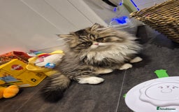 Exotic cats for sale: Exotic longhair and short hair kittens  - Image 38