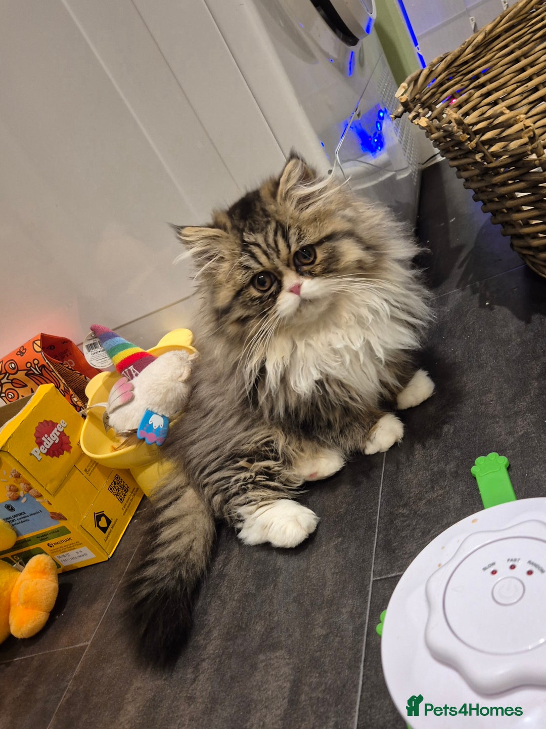 Exotic cats for sale: Exotic longhair and short hair kittens  - Image 38