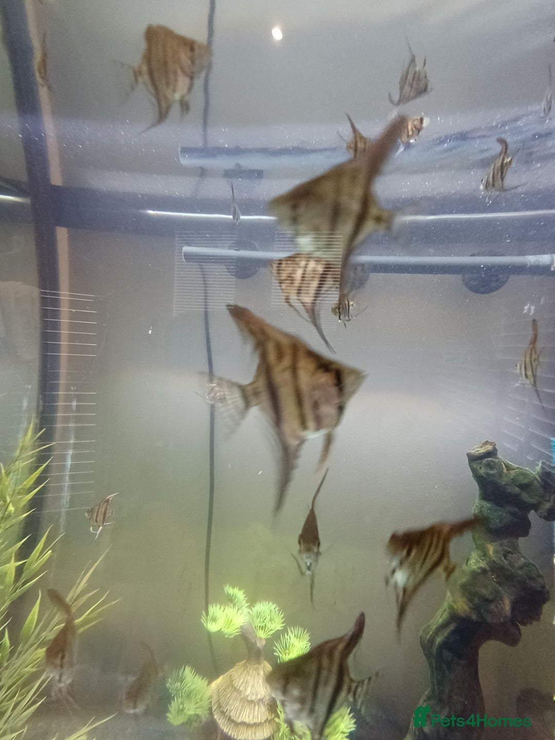 Angelfish fish for sale: Angel fish for sale  - Advert 1