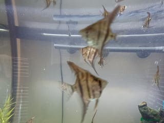 Angelfish fish Angel fish for sale - Advert 3