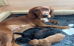 Cocker Spaniel dogs for sale: KC reg Cocker Spaniel puppies  - Image 5