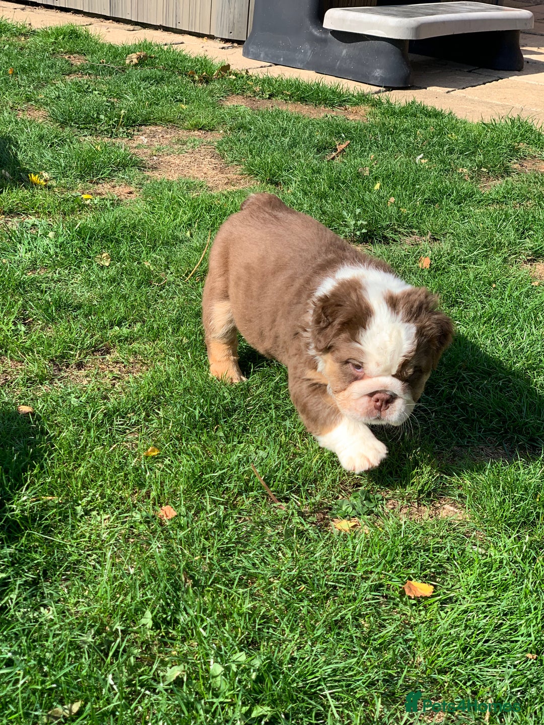 English Bulldog dogs for sale: Quality English bulldog pups fluffy LAST BOY - Image 12