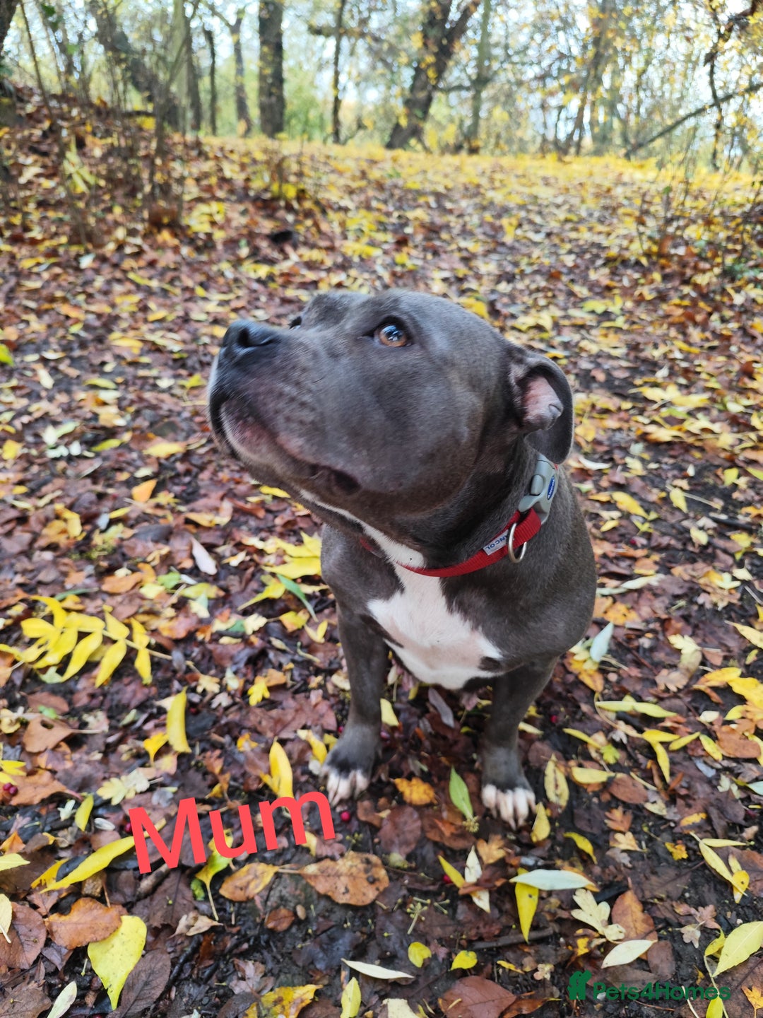 Staffordshire Bull Terrier dogs for sale: SOLD PUPPYS Blue Staffordshire Bull Terrier - Advert 7