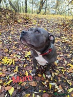 Staffordshire Bull Terrier dogs - Advert 11