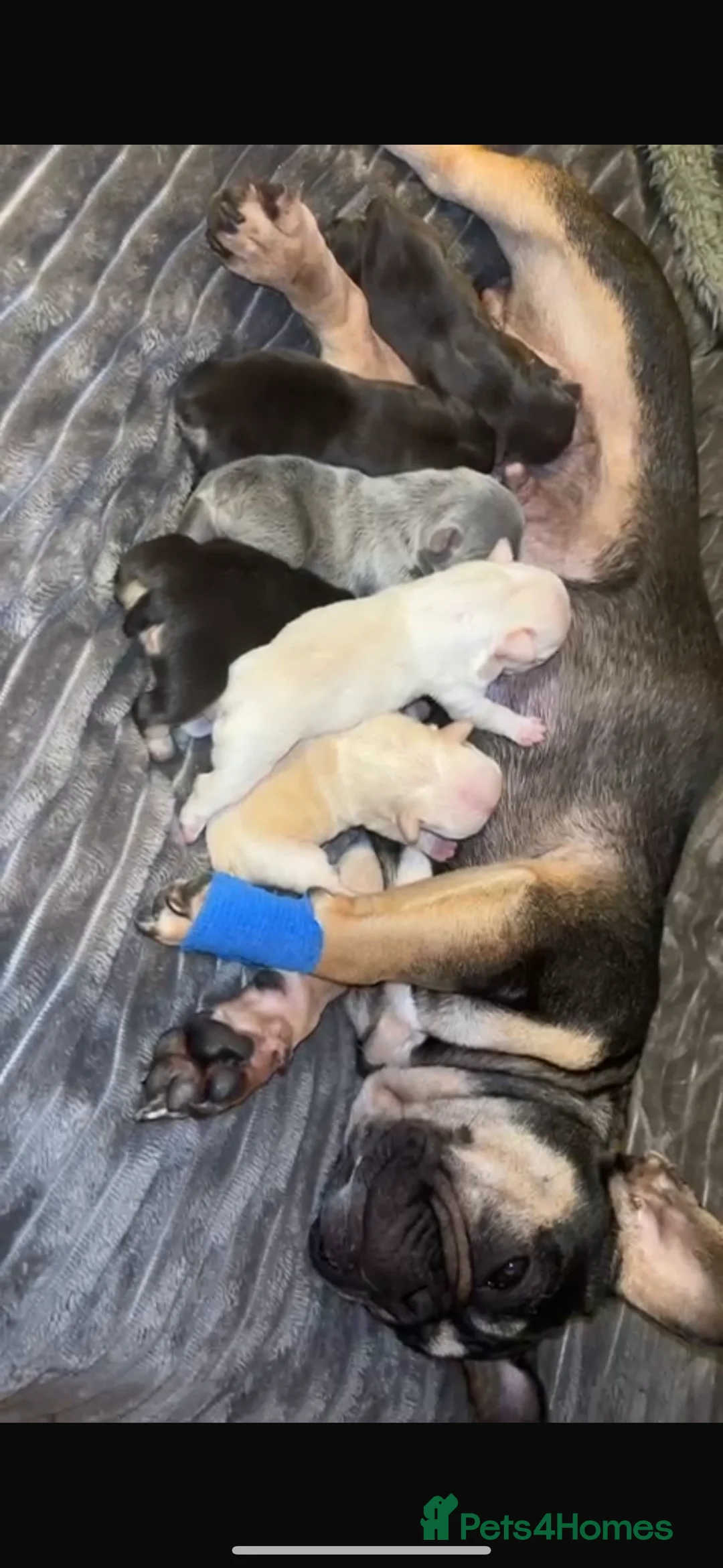 French Bulldog dogs for stud: Visual Big 🧶 Fluffy Stud in Abertillery - Advert 17