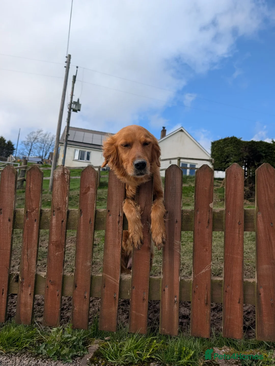 Golden Retriever dogs for sale: KC Golden retriever  - Advert 2
