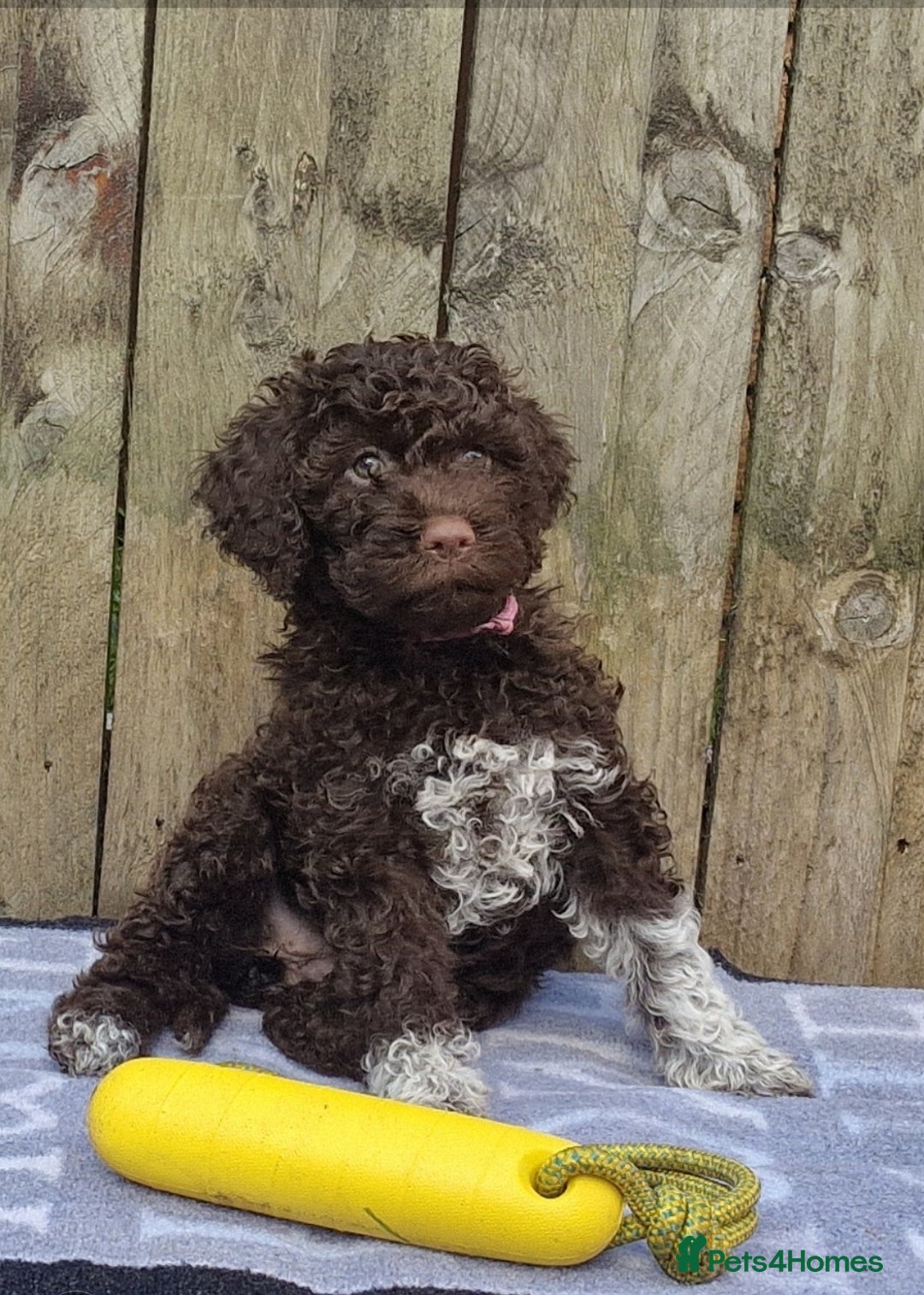 Lagotto Romagnolo dogs for sale: Beautiful Lagotto Romagnolo puppies, KC reg - Image 7