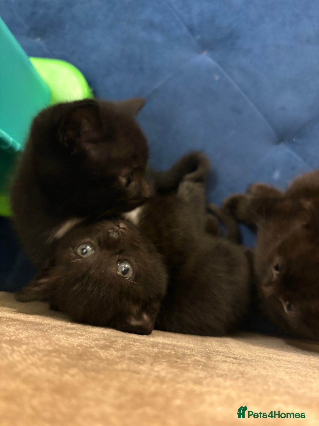 Mixed Breed cats for sale: Black and white kittens  - Advert 3