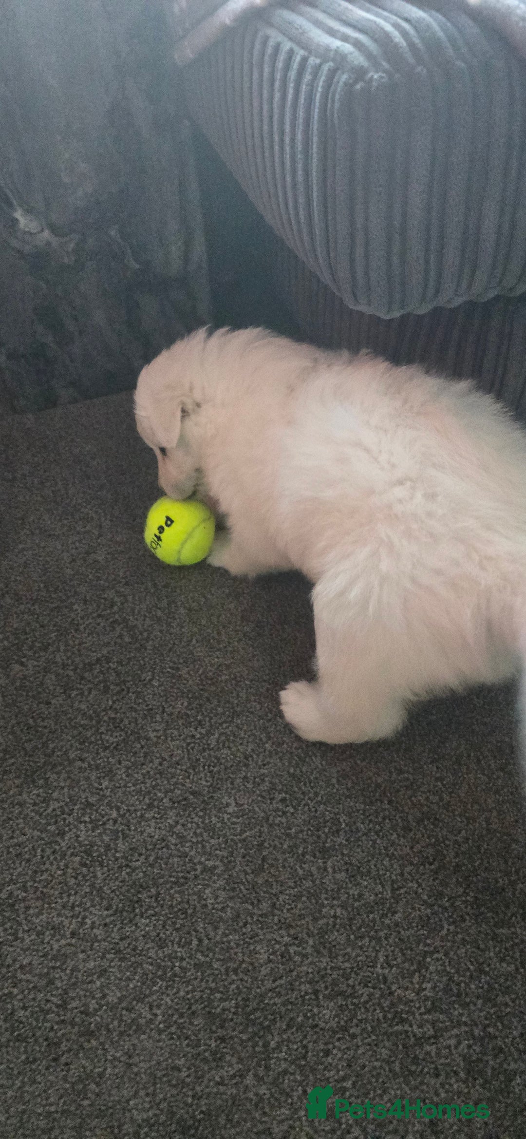 Siberian Husky dogs for sale: Husky pups - Advert 2