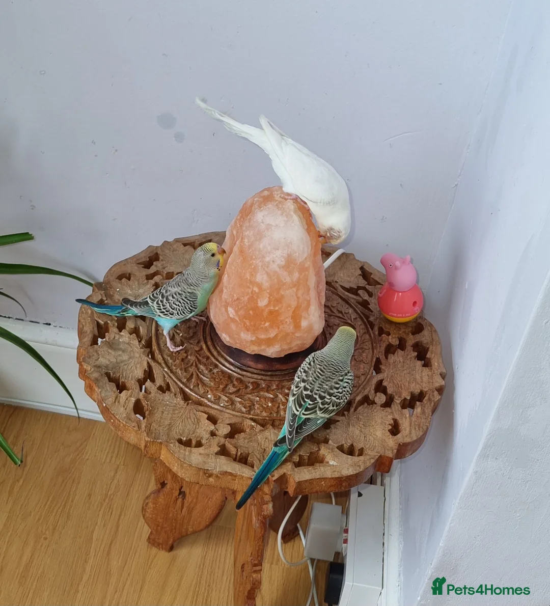 Budgerigars birds for sale: Baby budgies - Advert 7