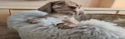 Cocker Spaniel dogs for sale: Working Type Cocker Spaniels - Advert 3