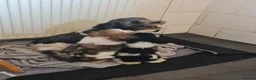 Mixed Breed dogs for sale: Shizu-tibetan terrier  - Advert 7
