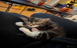 Mixed Breed cats for sale: Adorable kittens ready 12th October!! 🎃 - Image 9