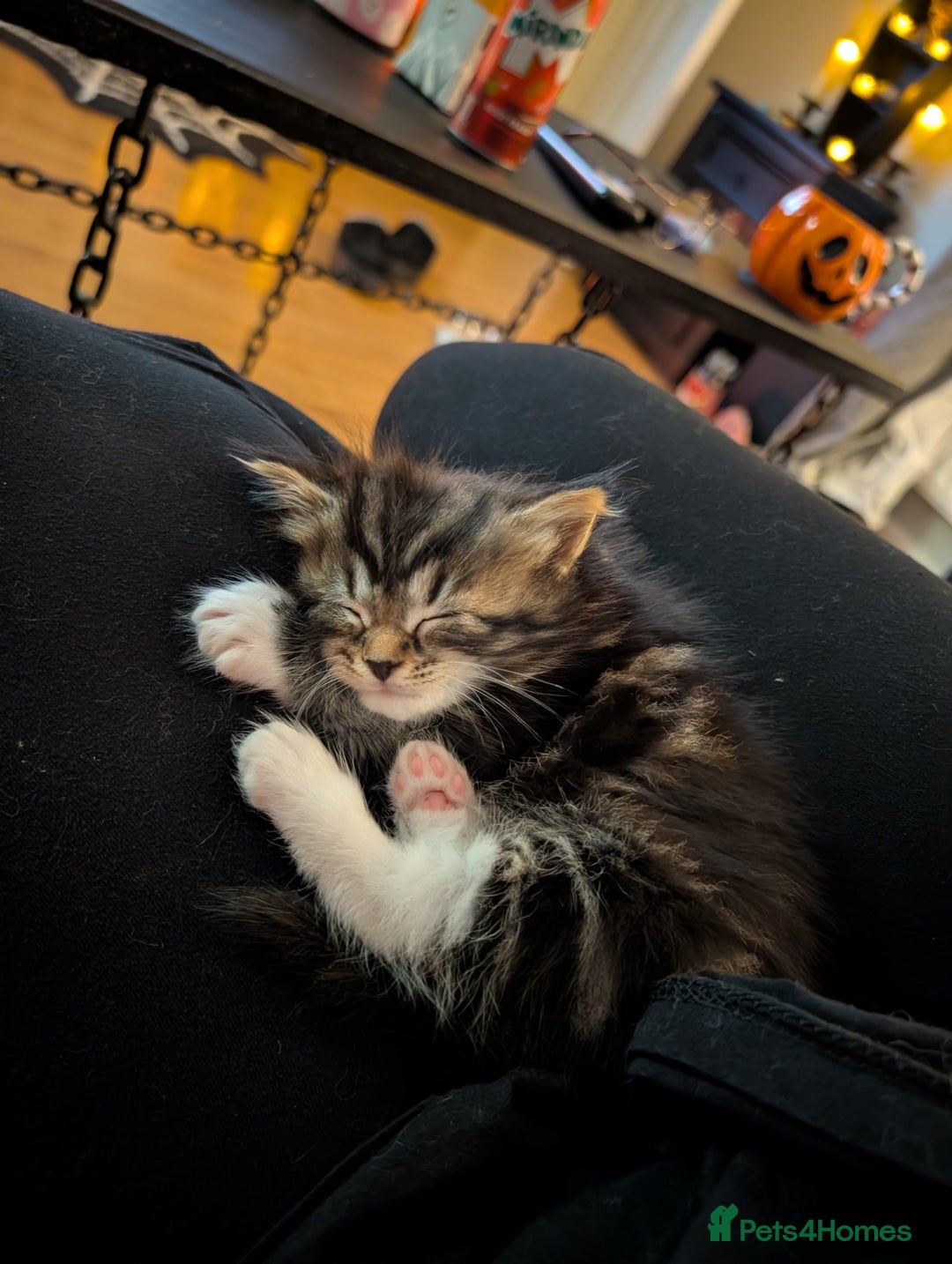 Mixed Breed cats for sale: Adorable kittens ready 12th October!! 🎃 - Image 9