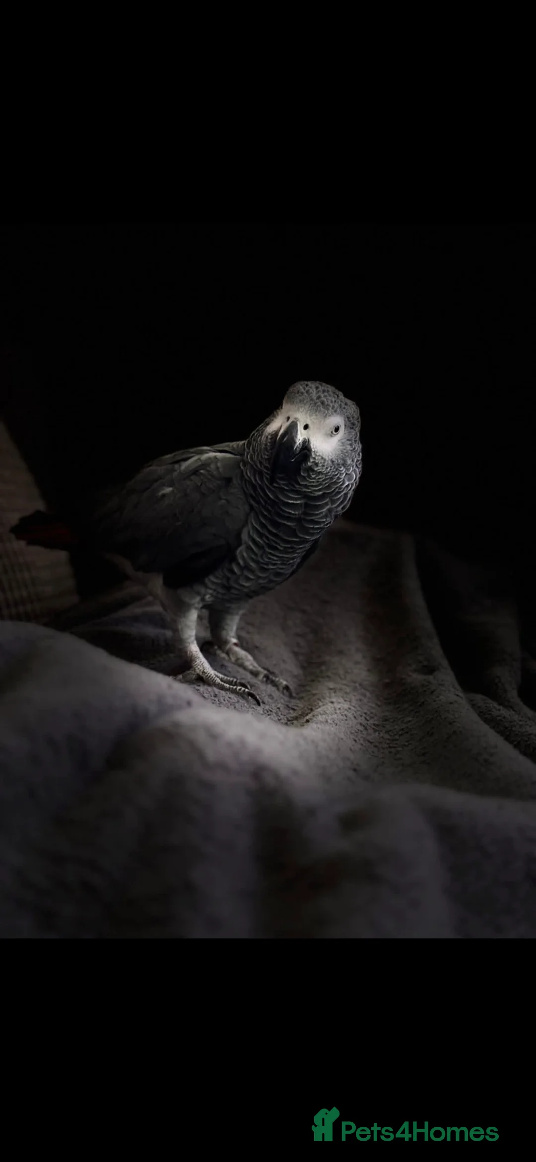 Parrots birds for sale: African Grey Parrot – Full of Character in Bournemouth - Advert 1