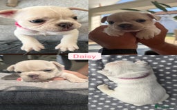 French Bulldog dogs for sale:  French bulldogs looking for their forever home in Lincoln - Image 5