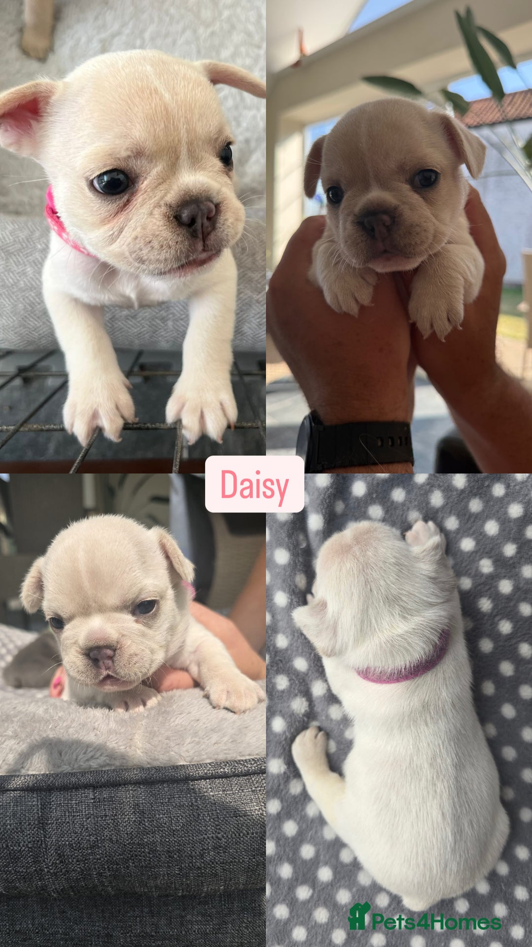 French Bulldog dogs for sale:  French bulldogs looking for their forever home in Lincoln - Image 5