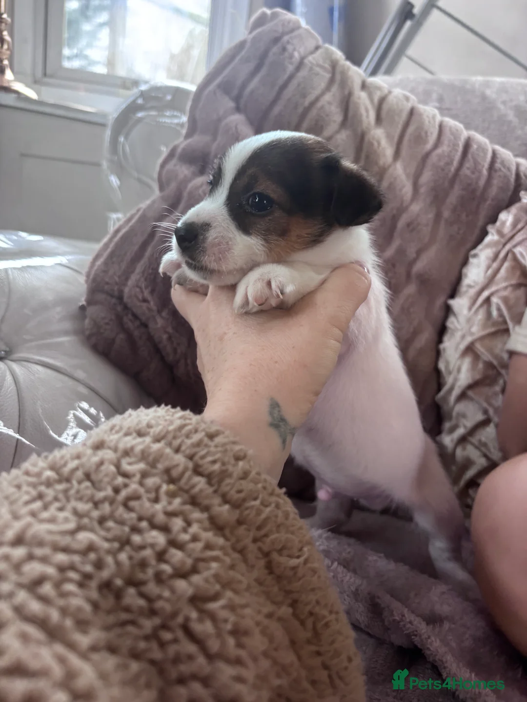Jack Russell dogs for sale: Chunky Jack Russell pups - Advert 4