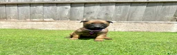 Belgian Shepherd Dog dogs for sale: KC Belgian Malinois Puppys for sale - Advert 15