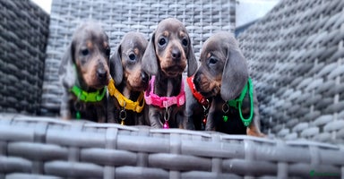 Miniature Dachshund dogs - Advert 9