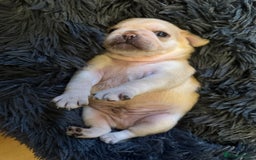 Pug dogs for sale: Beautiful Pug Puppies Male Female - Image 11
