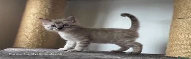 Bengal 1