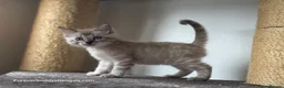 Bengal cats for sale: Rare Cashmere & Short Hair Bengals  - Advert 25