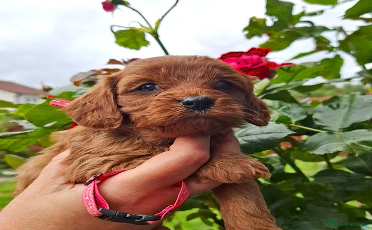 Cavapoo dogs - Advert 1