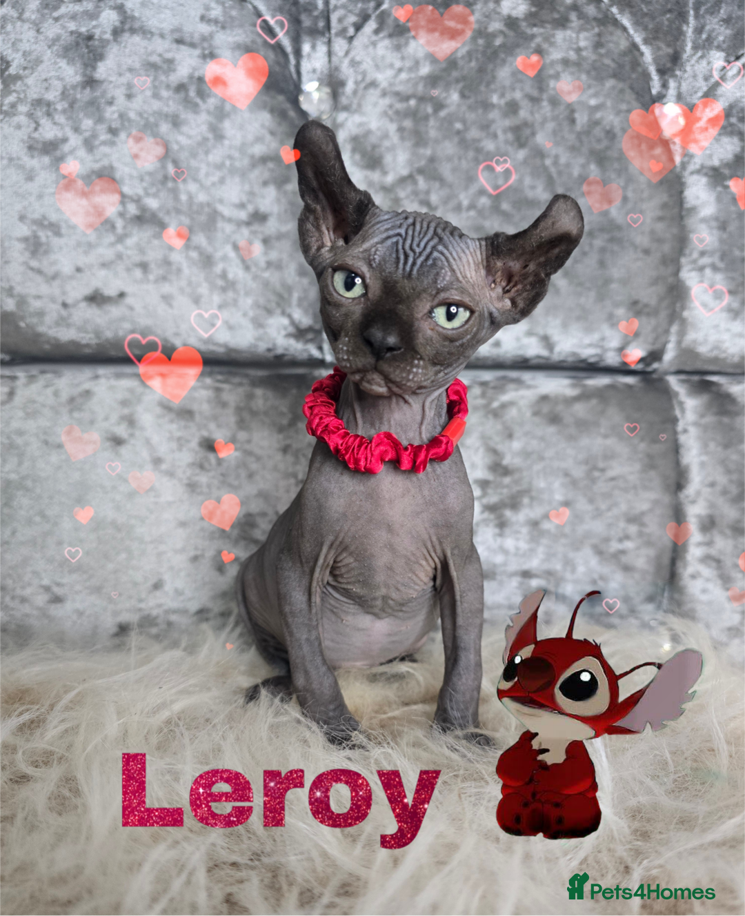 Sphynx cats for sale: 💙LITTLE BOY🩵Sphynx Kitten🩵TESTED 🐈  - Image 7