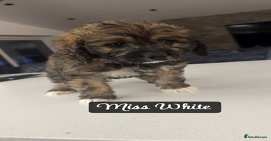 Mixed Breed dogs - Advert 13