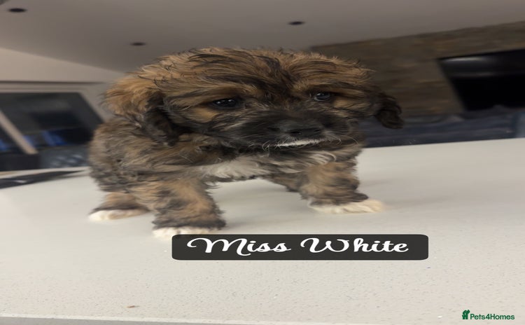 Mixed Breed dogs - Advert 16