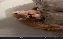Persian cats for sale: Pure Persian golden kitten ( Persian ) in Isleworth - Image 22