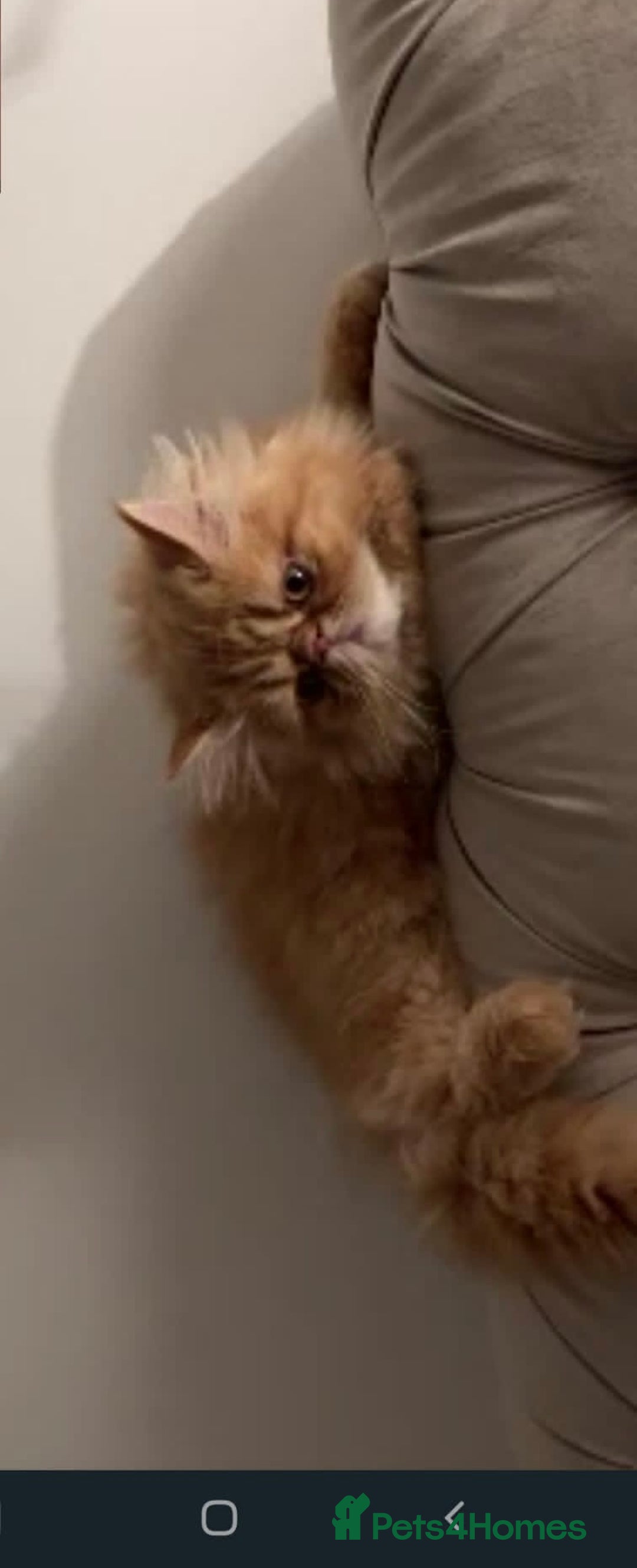 Persian cats for sale: Pure Persian golden kitten ( Persian ) in Isleworth - Image 22