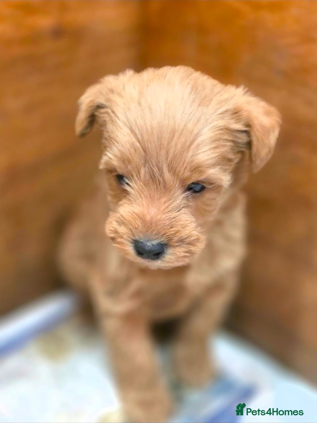 Schnoodle dogs Schnoodle puppies - Advert 2