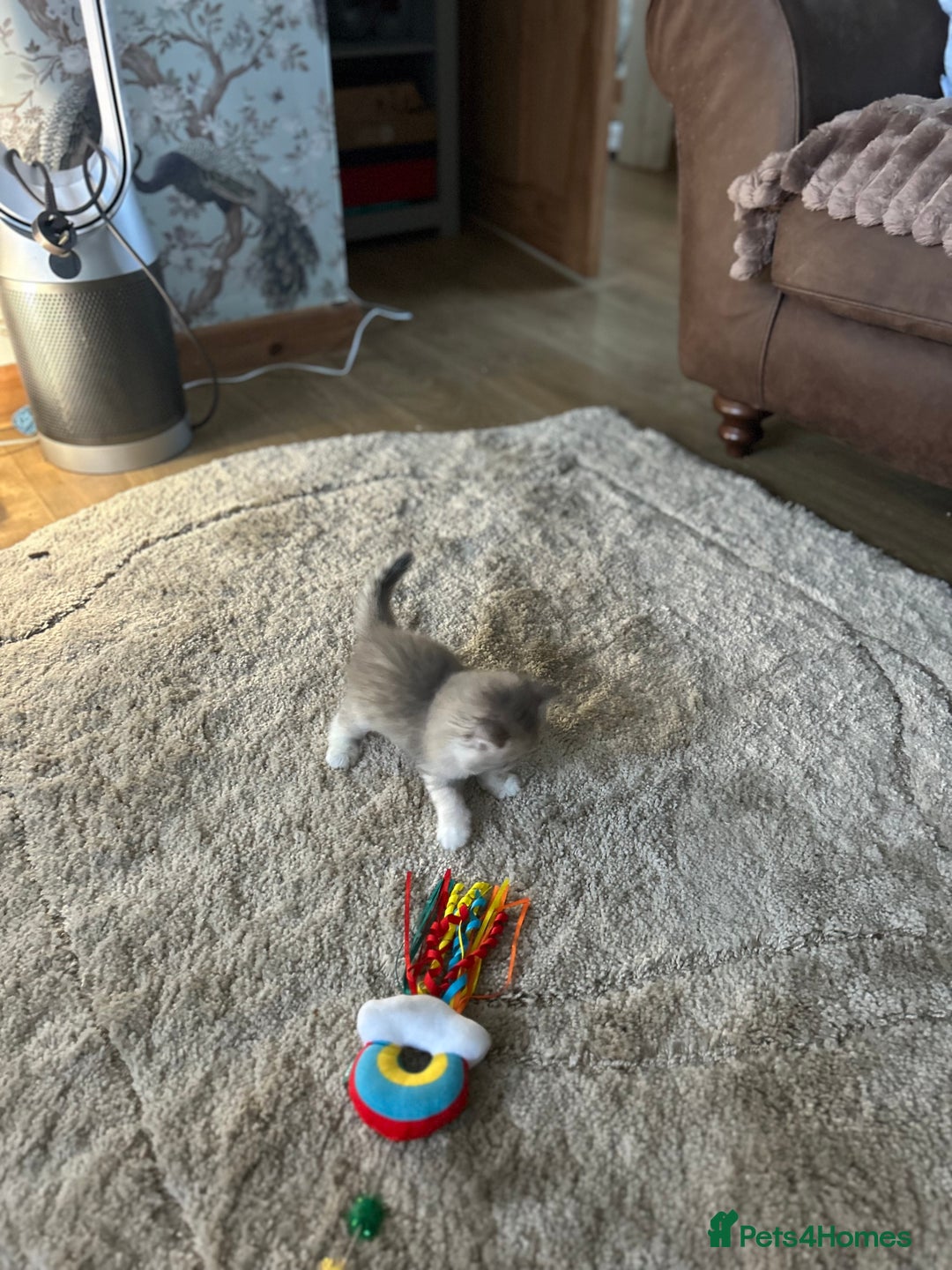 Siberian cats for sale: Siberian GCCF. kittens  - Image 13