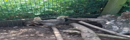 Chickens poultry for sale: Bahama chick's & pilkie chick's  in Cannock - Advert 3