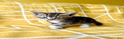 Mixed Breed cats for sale: Beautiful, Friendly Mixed Breed Tabby & White in Dartmouth - Advert 11