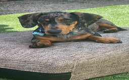 Dachshund dogs for sale: 7 month old dachshund male  - Image 3