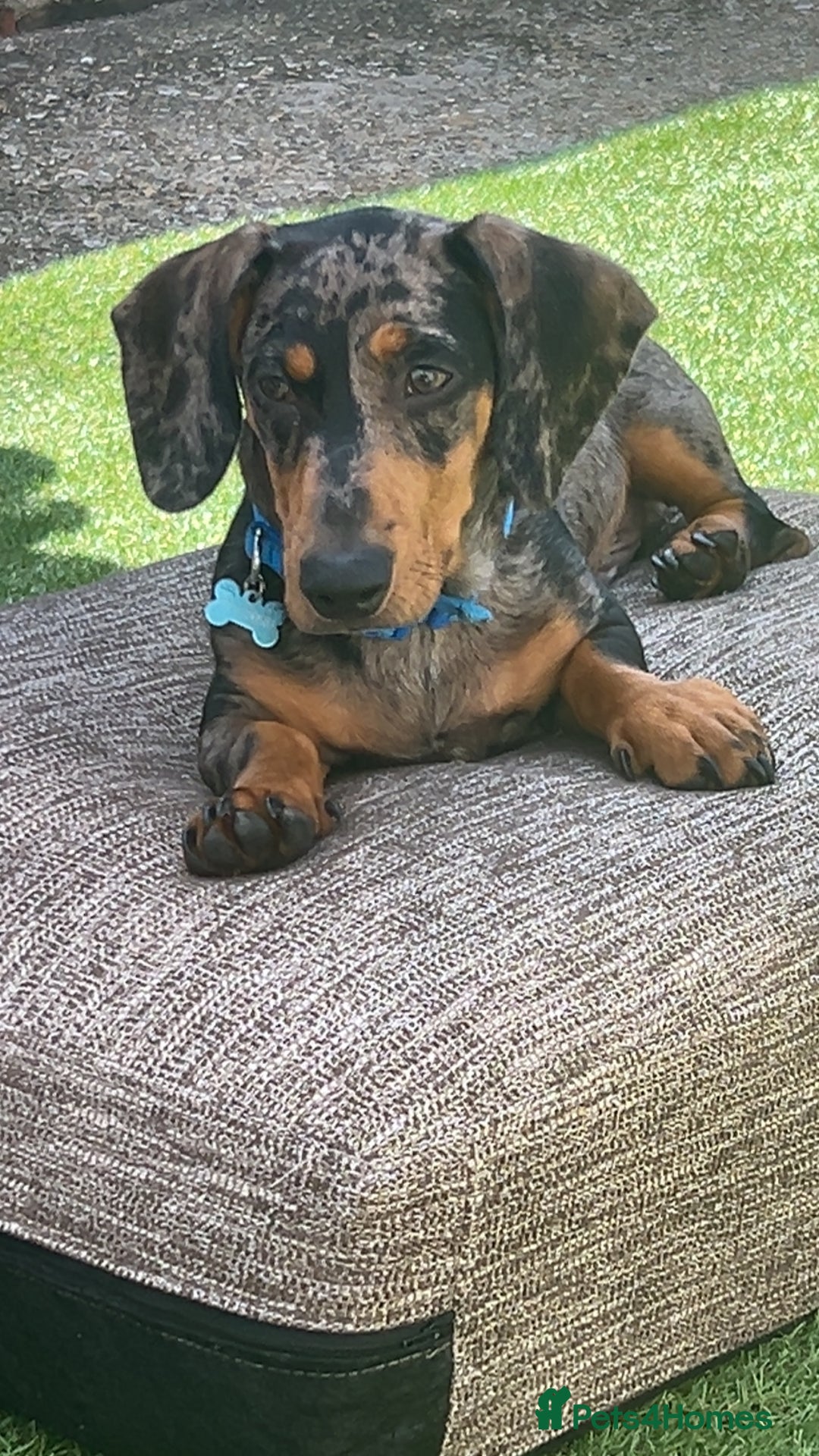Dachshund dogs for sale: 7 month old dachshund male  - Image 3