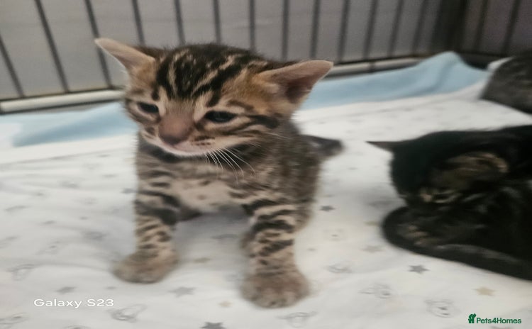 Bengal cats - Advert 7