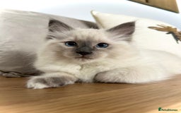 Ragdoll cats for sale: Gorgeous Male Ragdoll Kitten- Ready Now - Image 1