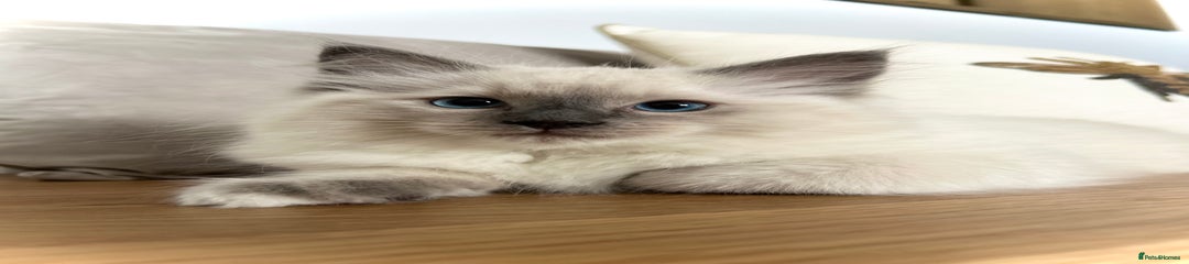 Ragdoll Kitten 1