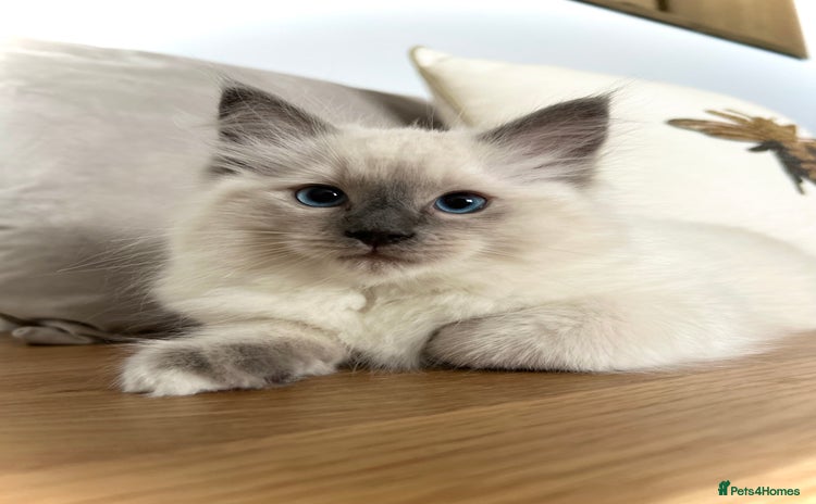 Ragdoll cats - Advert 3
