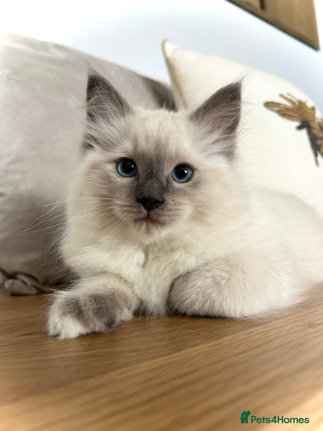 Ragdoll cats for sale: Gorgeous Male Ragdoll Kitten- Ready Now - Image 1