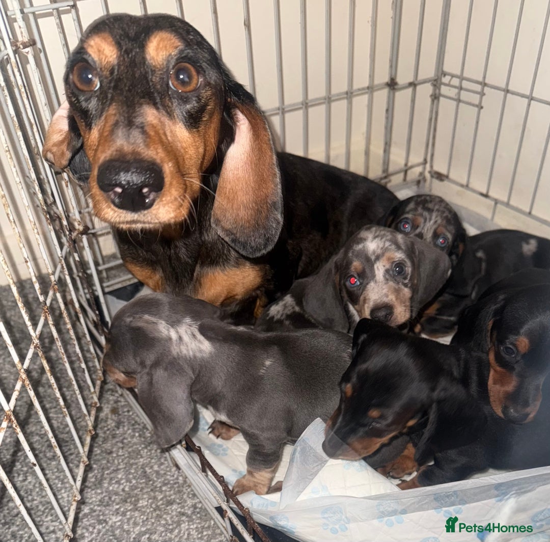 Dachshund dogs for sale: Dachshund pups - Advert 6