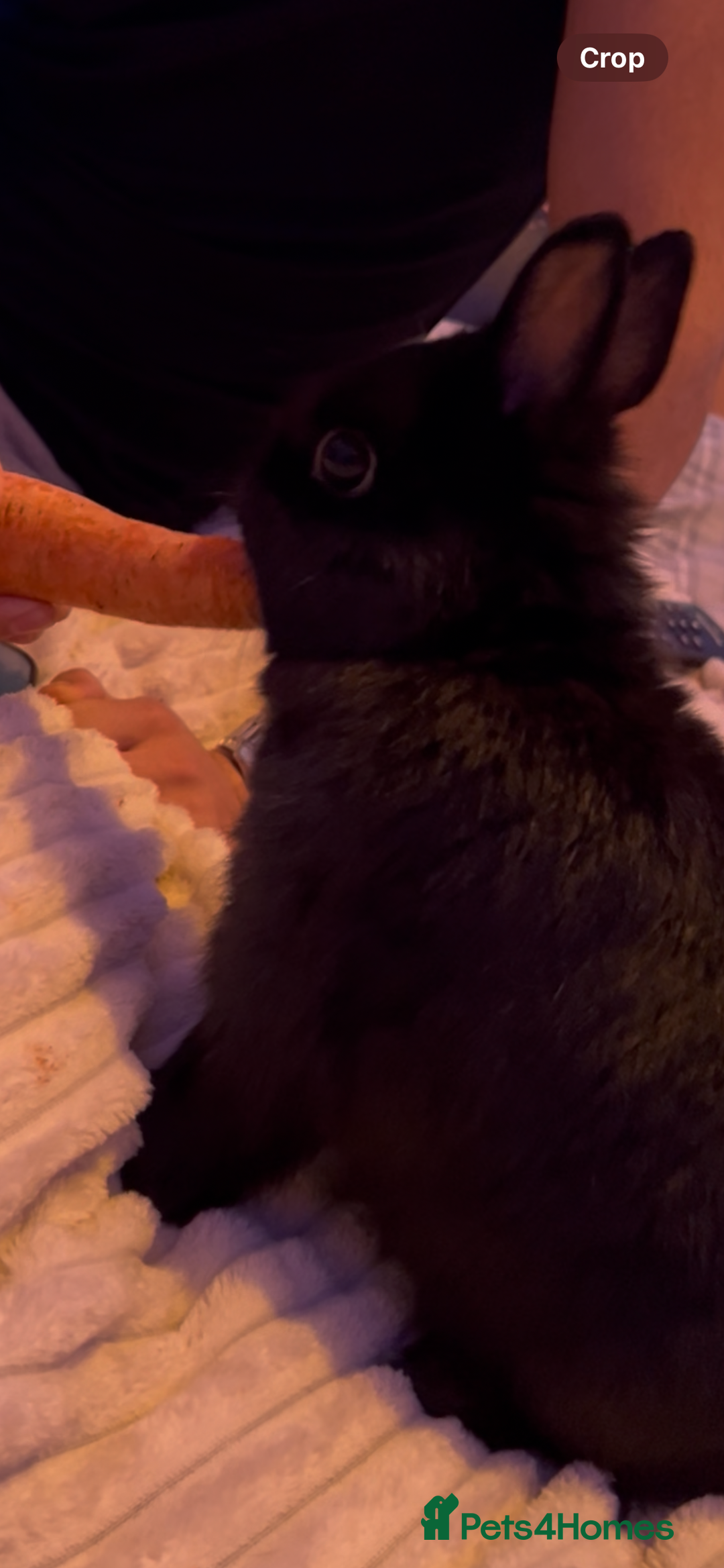 Netherland Dwarf rabbits for sale: Black Netherland dwarf  - Image 2