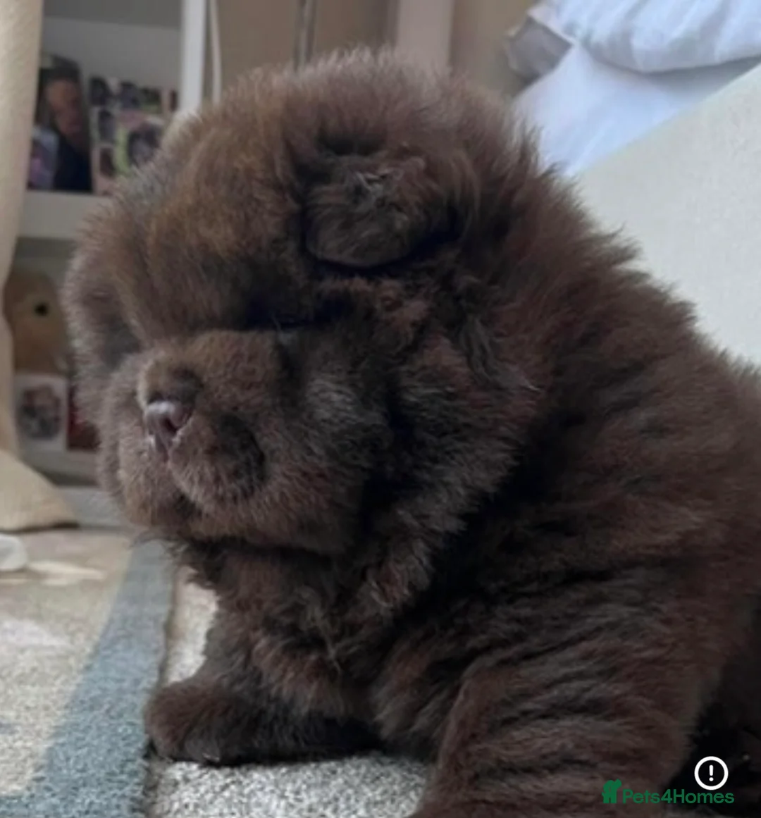 Chow Chow dogs for stud: Chocolate delight Bruno - Advert 8